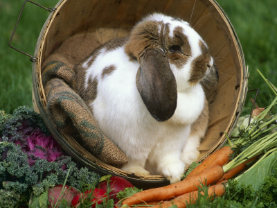 French Lop Eared Rabbit In A Tub by Lynn M. Stone Pricing Limited Edition Print image