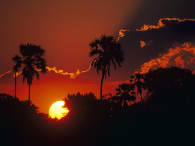 Palm Trees Silhouetted At Sunset, Okavango Delta, Botswana by Pete Oxford Pricing Limited Edition Print image