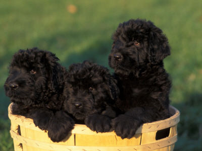 Domestic Dogs, Three Russian Black Terrier Puppies In A Basket by Adriano Bacchella Pricing Limited Edition Print image