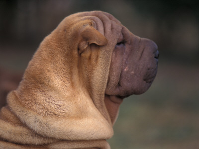 Shar Pei Puppy Profile by Adriano Bacchella Pricing Limited Edition Print image