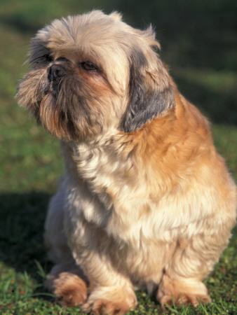 Shih Tzu Puppy Sitting On Grass by Adriano Bacchella Pricing Limited Edition Print image