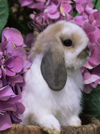 Young Lop Eared Domestic Rabbit, Usa by Lynn M. Stone Pricing Limited Edition Print image