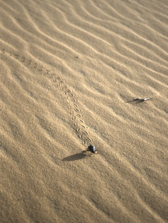 Beetle Leaves Tracks In Sand, Morocco by Michael Brown Pricing Limited Edition Print image