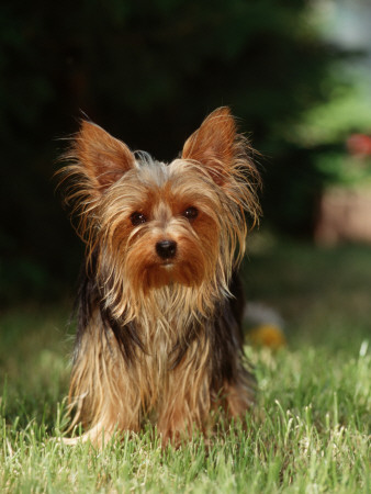 Yorkshire Terrier by Steimer Pricing Limited Edition Print image