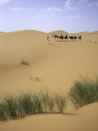 Camels Walking In Desert, Morocco by Michael Brown Pricing Limited Edition Print image