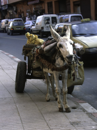 Jackass With Carriage On A Street In Morocco by Michael Brown Pricing Limited Edition Print image