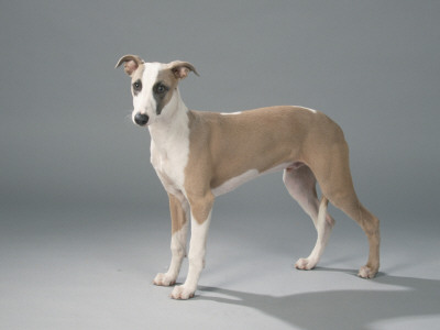 5 Month Old Whippet by Petra Wegner Pricing Limited Edition Print image