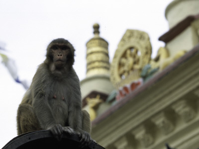 Ape, Nepal by Michael Brown Pricing Limited Edition Print image