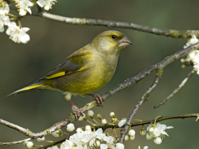 Male Greenfinch Amongst Blackthorn Blossom, Hertfordshire, England, Uk by Andy Sands Pricing Limited Edition Print image