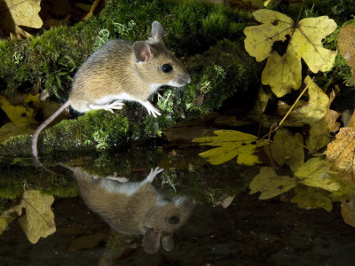 Wood Mouse By Woodland Pool In Autumn, Uk by Andy Sands Pricing Limited Edition Print image