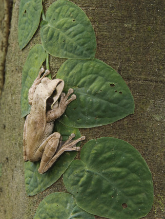 Masked Treefrog On Leaves Of Climbing Plant, Carara Biological Reserve, Costa Rica by Rolf Nussbaumer Pricing Limited Edition Print image