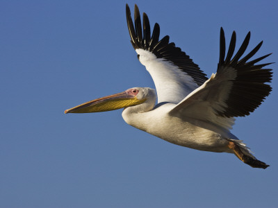 Great Eastern White Pelican Flying, Chobe National Park, Botswana by Tony Heald Pricing Limited Edition Print image