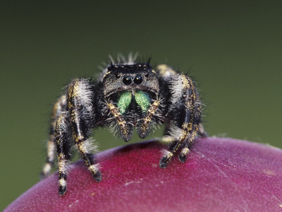 Daring Jumping Spider Adult On Fruit Of Texas Prickly Pear Cactus Rio Grande Valley, Texas, Usa by Rolf Nussbaumer Pricing Limited Edition Print image