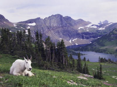 Mountain Goat Adult With Summer Coat, Hidden Lake, Glacier National Park, Montana, Usa, July 2007 by Rolf Nussbaumer Pricing Limited Edition Print image