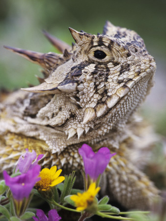 Texas Horned Lizard Adult Head Portrait, Texas, Usa, April by Rolf Nussbaumer Pricing Limited Edition Print image