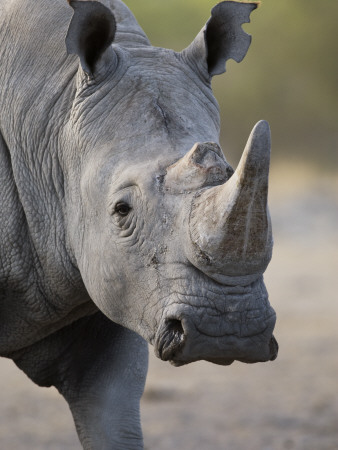White Rhinoceros Portrait, Etosha Np, Namibia by Tony Heald Pricing Limited Edition Print image