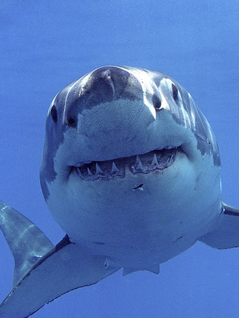 Great White Shark Underwater, Guadalupe Island, Mexico by Mark Carwardine Pricing Limited Edition Print image