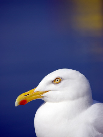 Herring Gull, Cornwall, Uk by Ross Hoddinott Pricing Limited Edition Print image