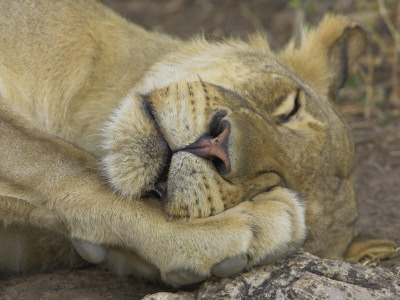 Sleeping African Lioness, South Luangwa, Zambia by T.J. Rich Pricing Limited Edition Print image
