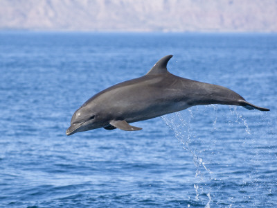 Common Bottlenose Dolphin Breaching, Baja California, Sea Of Cortez, Mexico by Mark Carwardine Pricing Limited Edition Print image