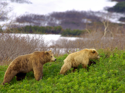 Brown Bear Young Male Follows Female In Mating Season, Kronotsky Zapovednik Reserve, Russia by Igor Shpilenok Pricing Limited Edition Print image