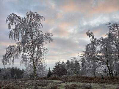 Hoar Frost On Birch Trees, Winter In The New Forest, Hampshire, England by Adam Burton Pricing Limited Edition Print image