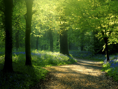 Track Leading Through Lanhydrock Beech Woodland With Bluebells In Spring, Cornwall, Uk by Ross Hoddinott Pricing Limited Edition Print image