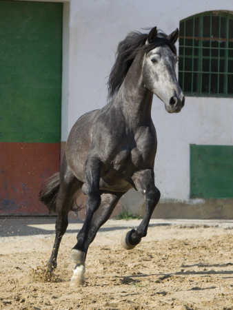 Grey Andalusian Stallion Cantering In Arena Yard, Osuna, Spain by Carol Walker Pricing Limited Edition Print image