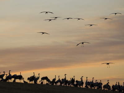Common Cranes At Sunset, Some On Ground, With Others Landing, Hornborgasjon Lake, Sweden by Inaki Relanzon Pricing Limited Edition Print image
