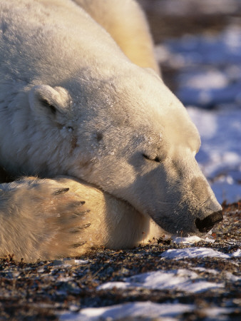 Polar Bear Resting, Churchill, Manitoba, Canada by Eric Baccega Pricing Limited Edition Print image