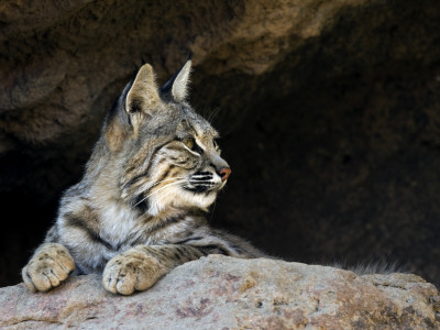 American Bobcat Portrait Resting In Cave. Arizona, Usa by Philippe Clement Pricing Limited Edition Print image