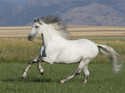 Grey Andalusian Stallion Running In Field, Longmont, Colorado, Usa by Carol Walker Pricing Limited Edition Print image