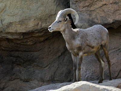 Male Nelson's Desert Bighorn Standing In Rock Face. Arizona, Usa by Philippe Clement Pricing Limited Edition Print image