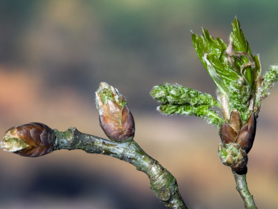 English Oak Tree Buds And New Leaves. Belgium by Philippe Clement Pricing Limited Edition Print image