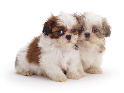 Two Shih Tzu Pups Sitting Together, 7 Weeks Old by Jane Burton Pricing Limited Edition Print image