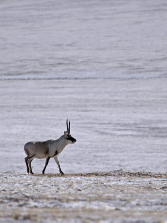 Sub-Adult Tibetan Antelope Chiru In The Chang Tang Nature Reserve Of Central Tibet, December 2006 by George Chan Pricing Limited Edition Print image