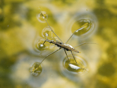 Pond Skater Mating Pair Von Water Viewed From Above, Wales, Uk by Andy Sands Pricing Limited Edition Print image