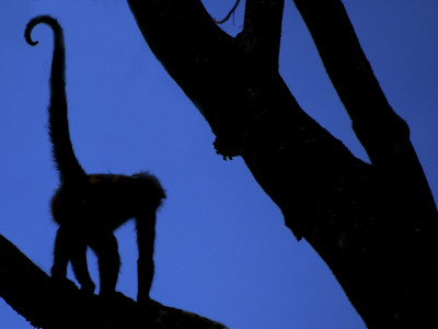 Silhouette Of Black-Handed Spider Monkey Standing In Tree, Costa Rica by Edwin Giesbers Pricing Limited Edition Print image