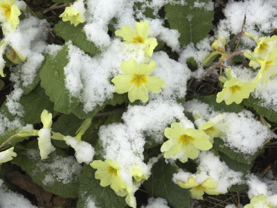 Common Primroses With Covering Of Snow, Norfolk, Uk by Gary Smith Pricing Limited Edition Print image