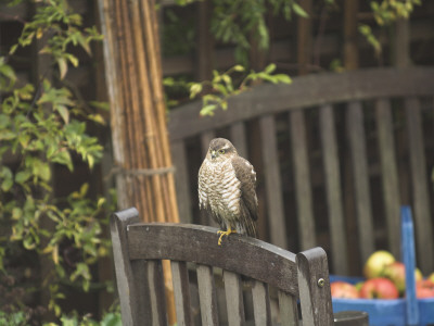 Sparrow Hawk Perched On Garden Furniture, Norfolk, Uk by Gary Smith Pricing Limited Edition Print image