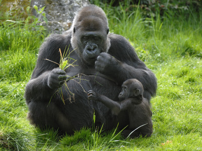 Western Lowland Gorilla Mother Feeding With Baby Investigating Grass. Captive, France by Eric Baccega Pricing Limited Edition Print image