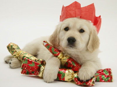 Golden Retriever Puppy With Christmas Crackers Wearing Paper Hat by Jane Burton Pricing Limited Edition Print image