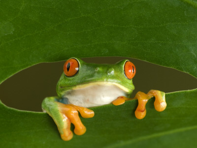 Red-Eyed Tree Frog Looking Through Hole In A Leaf, Costa Rica by Edwin Giesbers Pricing Limited Edition Print image