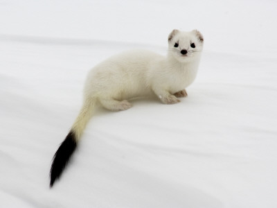 Stoat In White Winter Coat, Kronotsky Zapovednik, Kamchatka, Far East Russia, April by Igor Shpilenok Pricing Limited Edition Print image