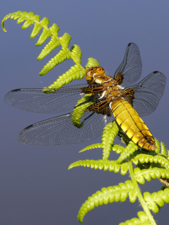 Broad-Bodied Chaser Dragonfly On Fern, Clearly Showing Veins In Wings. Cornwall, Uk by Ross Hoddinott Pricing Limited Edition Print image