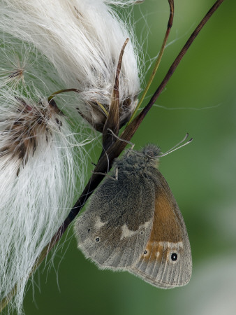 Large Heath Butterfly On Cotton Grass Seed Heads, Uk by Andy Sands Pricing Limited Edition Print image