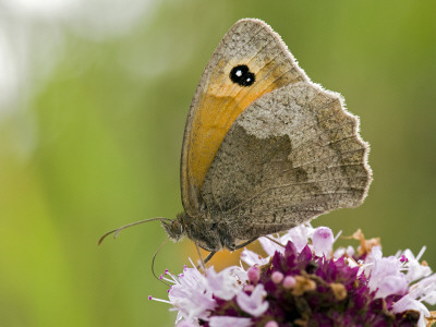 Meadow Brown Butterfly Feeding On Marjoram, Hertfordshire, England, Uk by Andy Sands Pricing Limited Edition Print image