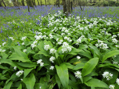 Wild Garlic Ramsons Among Bluebells In Spring Woodland, Lanhydrock, Cornwall, Uk by Ross Hoddinott Pricing Limited Edition Print image