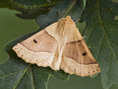Scalloped Oak Moth On Oak Leaves, Hertfodshire, England, Uk by Andy Sands Pricing Limited Edition Print image