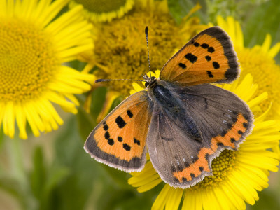 Small Copper Butterfly On Fleabane Flower, Hertfordshire, England, Uk by Andy Sands Pricing Limited Edition Print image